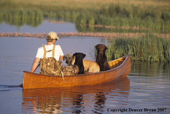 Black, yellow, and chocolate Labrador Retrievers in canoe with owner