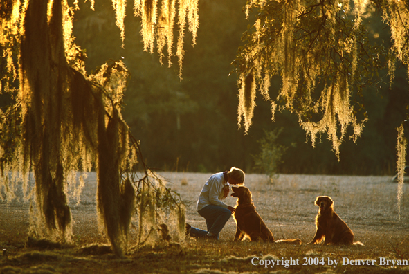 Golden Retrievers with owner.