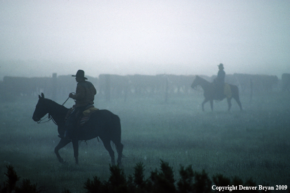 Cowboys moving cattle in fog