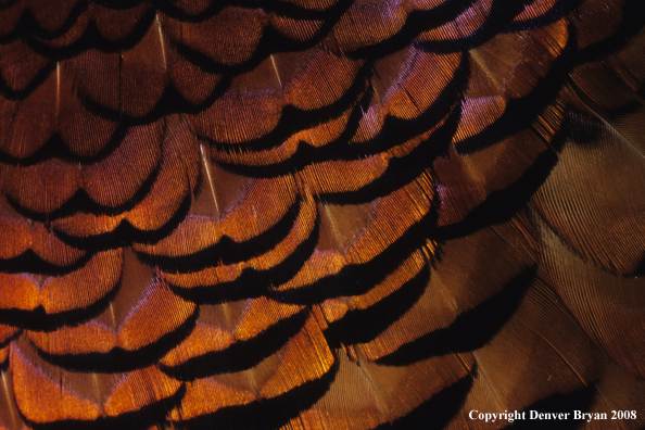 Ring-necked pheasant body feathers