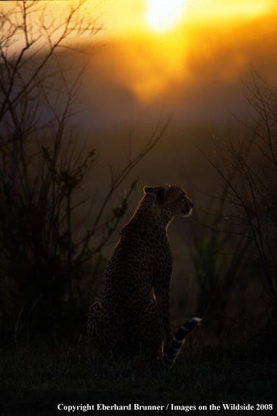 Cheetah at dusk