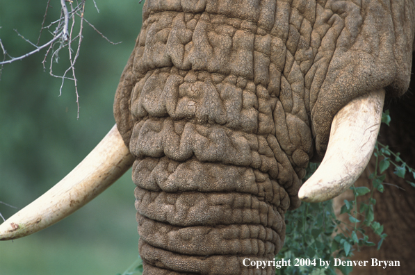 Close-up of elephant's tusks.