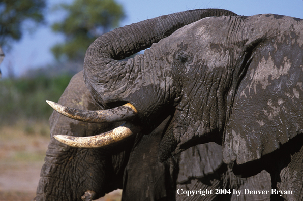 African elephants at waterhole.