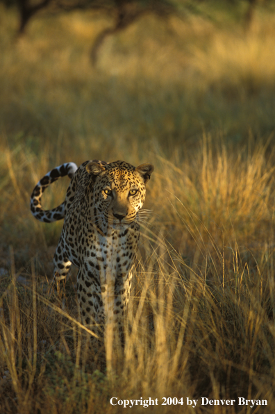 Leopard in habitat. Africa