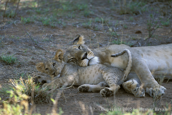 Lion cub in habitat. Africa