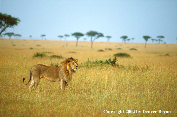 Male African lion in habitat. Africa