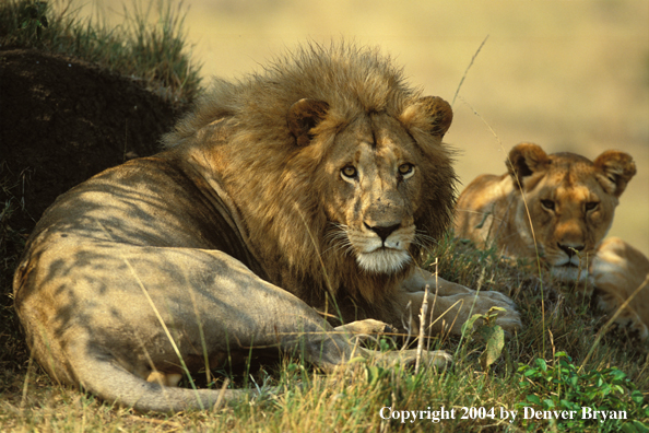 Male and female African lions in habitat. Africa