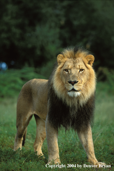 Male African lion in habitat. Africa