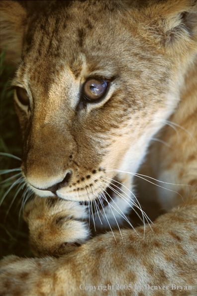 Lion cub in habitat. Africa.