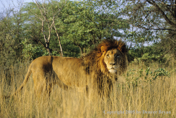 African lion in habitat.