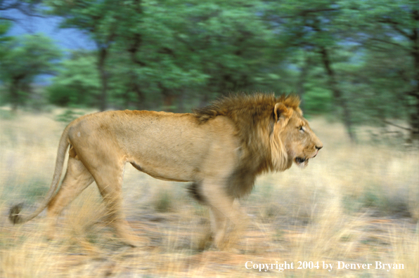 Male African lion in habitat. Africa