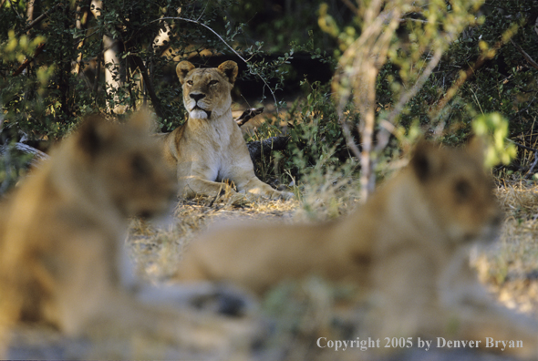 African lionesses hunting.