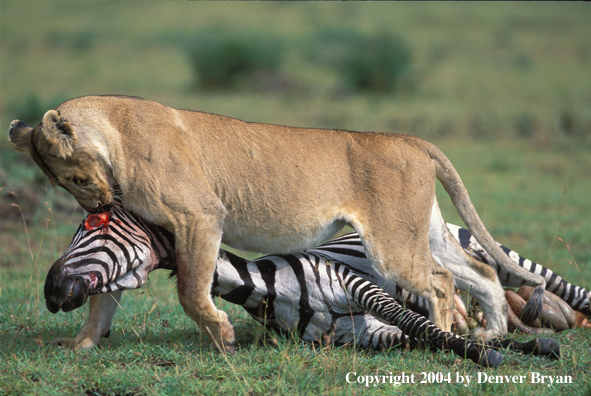 Female African lion dragging kill.  Africa