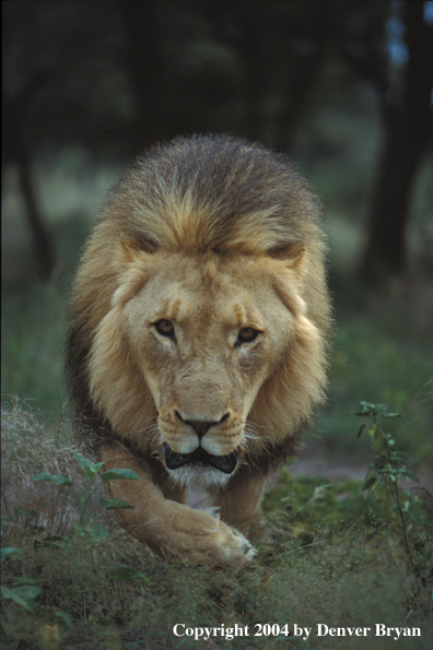 Male African lion in habitat. Africa