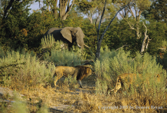 African lions and elephant in habitat.