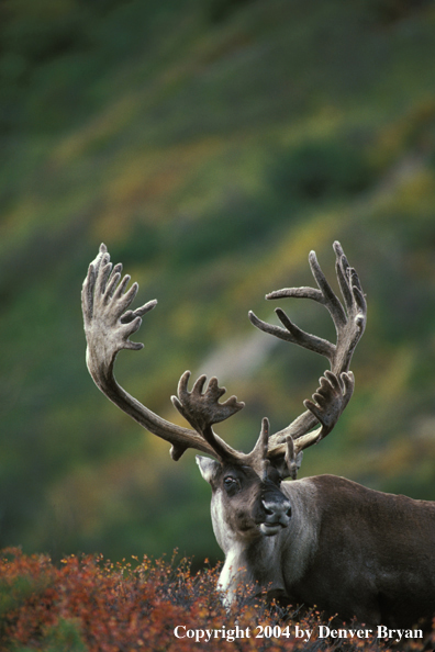 Caribou bull in velvet.