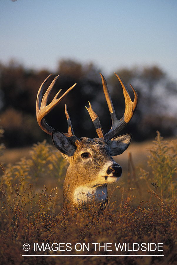 Whitetailed deer bedded down