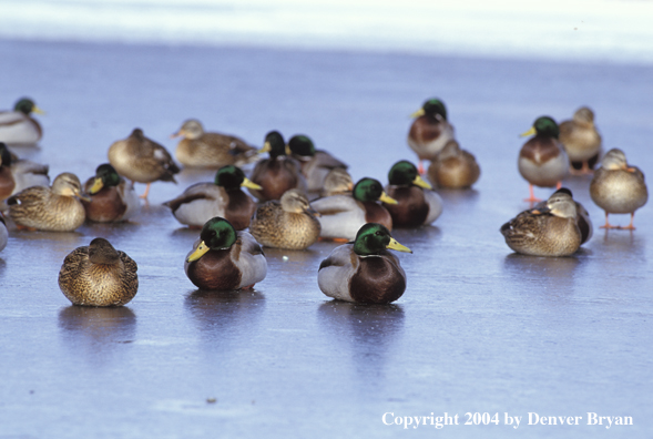 Flock of Mallards on ice