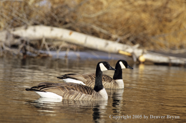 Pair of Canada geese on water.