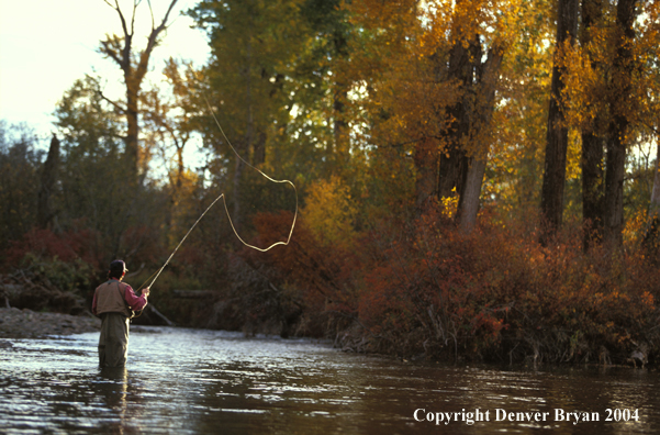 Flyfisherman casting in river.