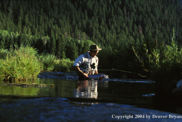 Flyfisherman holding rainbow trout.