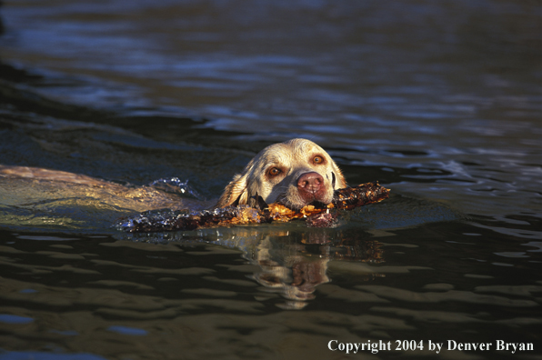 Yellow Labrador Retriever swimming with stick