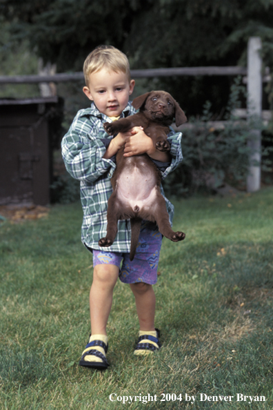 Child carrying chocolate Labrador Retriever puppy