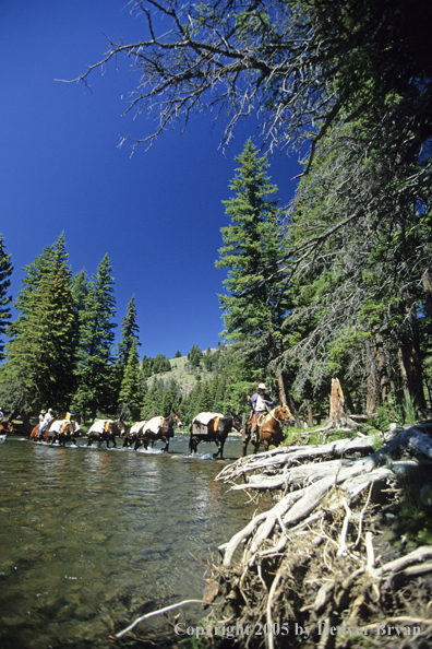 Horsepacking across mountain creek.