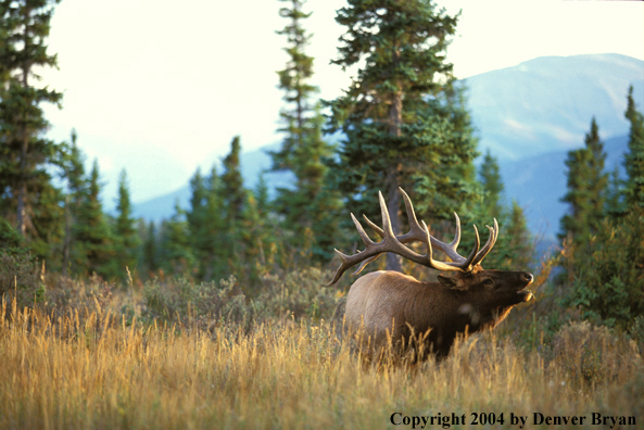 Bull elk bugling.