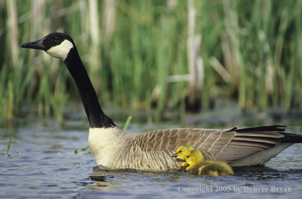 Canada goose and goslings on pond.