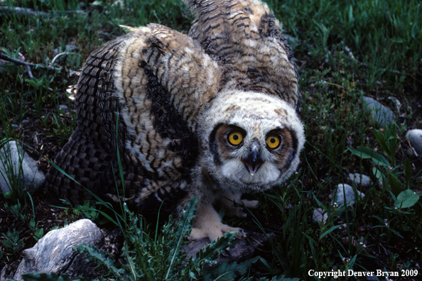 Young Great Horned owl leaving nest