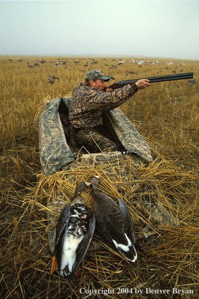 Waterfowl hunter aiming/shooting from blind.