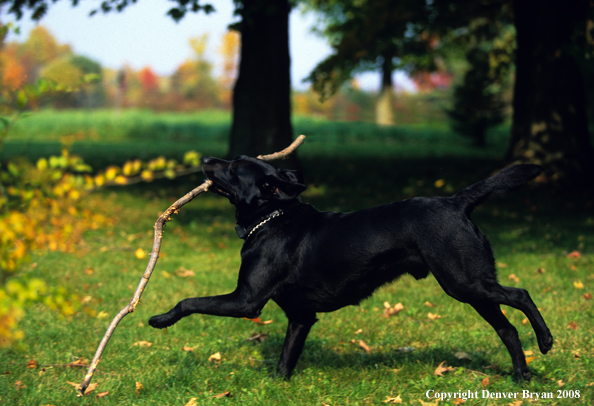 Labrador Retriever