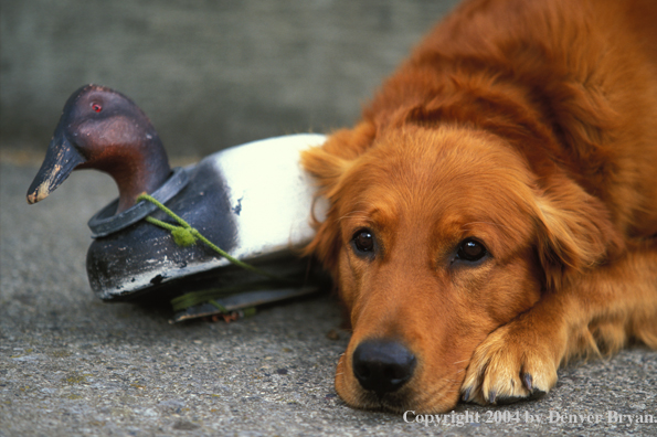 Golden Retriever with decoy.  