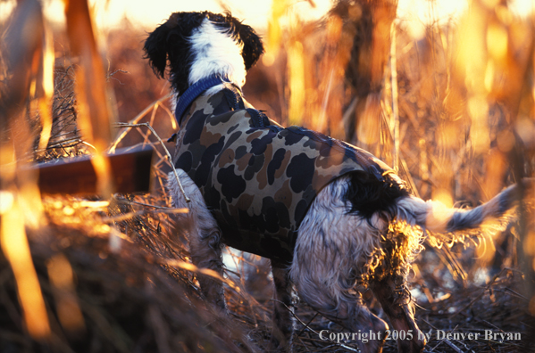 Springer spaniel 