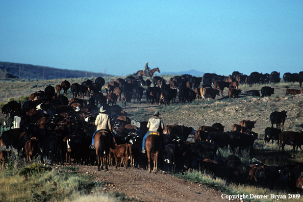 Cowboys moving cattle on Deseret Ranch