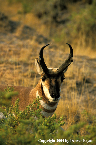 Pronghorn antelope in habitat