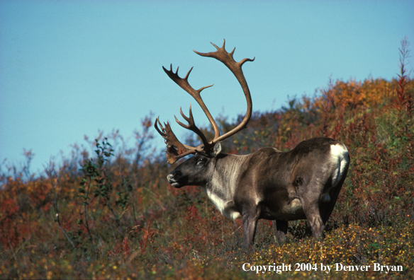 Caribou bull in habitat.