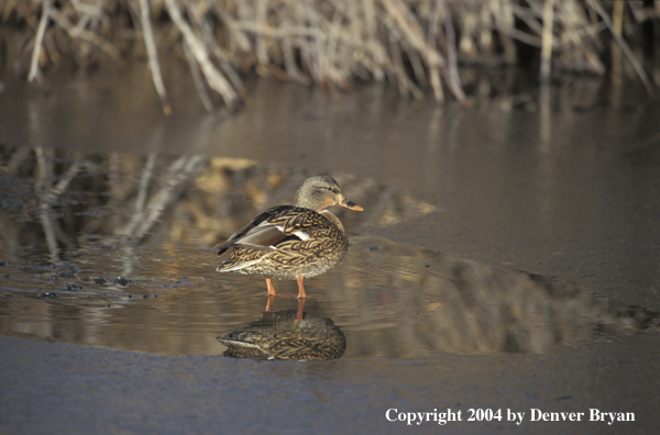 Mallard hen in water