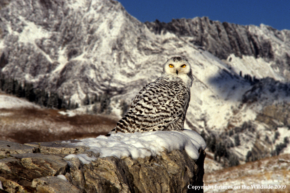 Snowy Owl in habitat