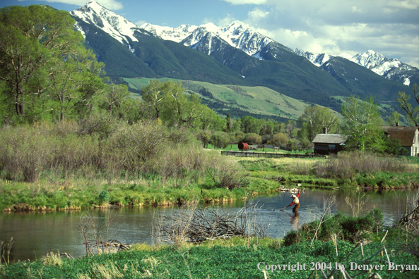 Flyfisherman landing fish in river.