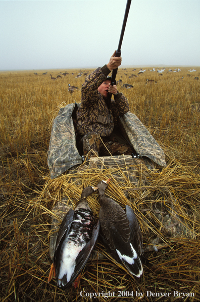 Waterfowl hunter aiming/shooting from blind.