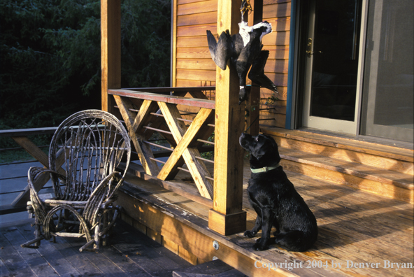 Black Labrador Retriever looking at black brant 