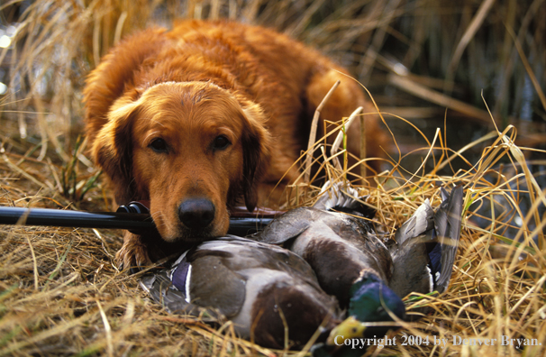 Golden Retriever with bagged waterfowl.  