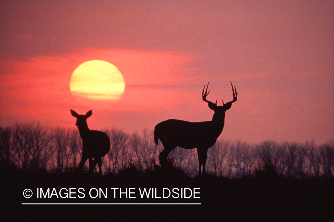 Whitetailed buck with doe at sunrise/sunset.