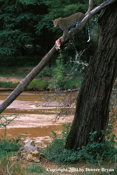 Leopard in tree with crocodile underneath. Africa