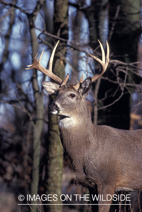 Whitetail deer in habitat.