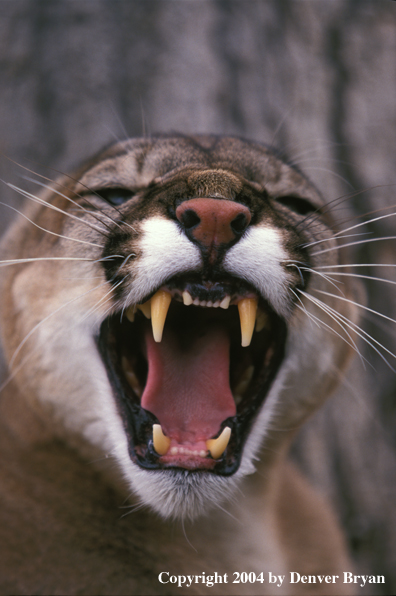 Mountain lion snarling