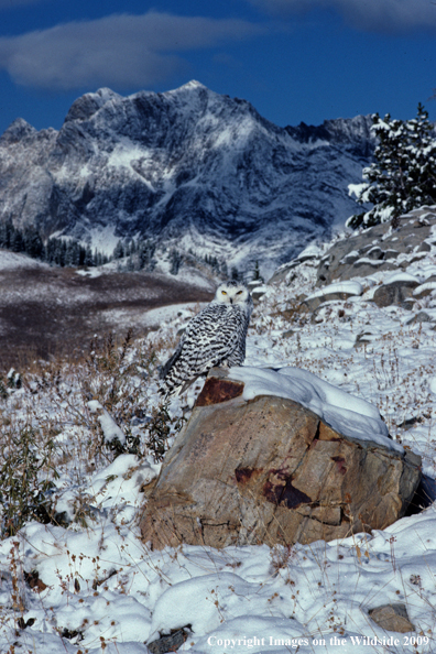 Snowy Owl perched on rock