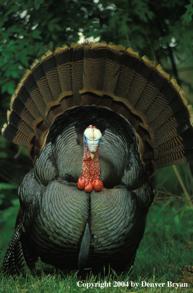 Eastern turkey strutting.